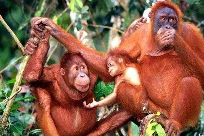 Orang Utan Island Day Tour (Private) - Good To Know