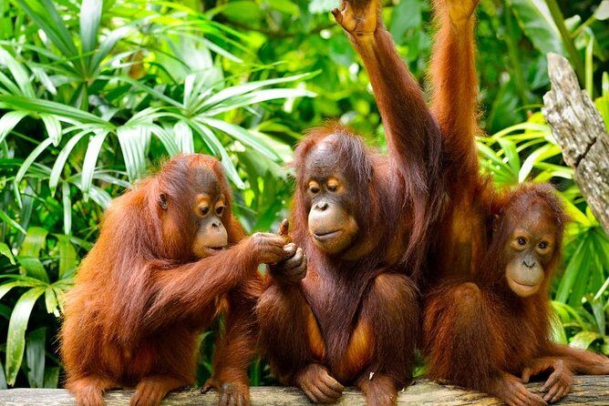 Orang Utan Island Day Tour (Private) - Practical Details and What to Expect