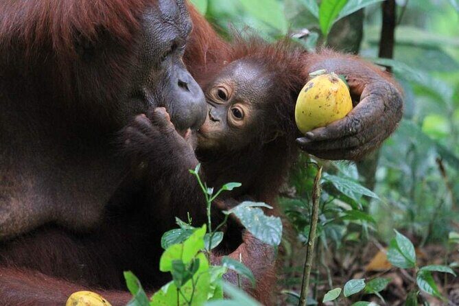 Orang Utan Island Day Tour (Private) - Who Should Consider This Tour?