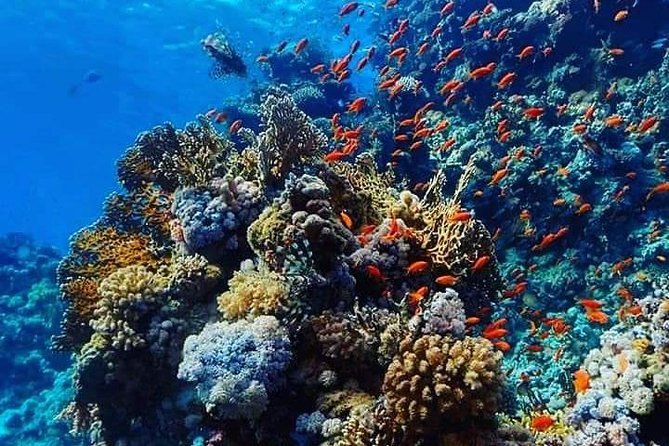 Orange Bay Escape: Snorkeling & Water Sports Excursion - Inclusions and Amenities