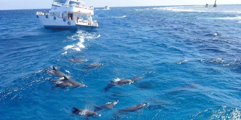 Orange Bay Full-Day Snorkeling Tour from Hurghada - Lunch and the rhythm of a full day