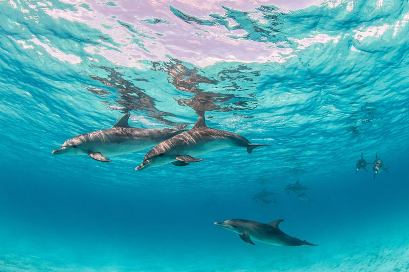 Orange Bay Full-Day Snorkeling Tour from Hurghada - Who will enjoy this cruise