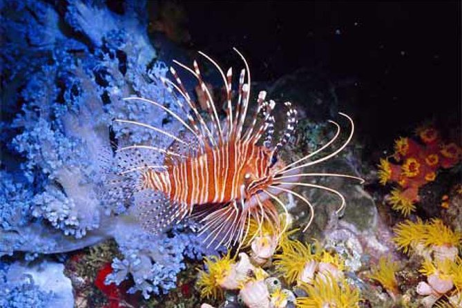 Orange Bay Giftun Island Hurghada Snorkeling Trip - Pricing and Booking Details