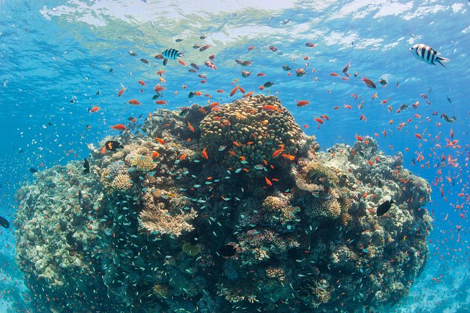 Orange Bay Island by Private Speedboat & Snorkeling & Water Sport - Hurghada - The Sum Up