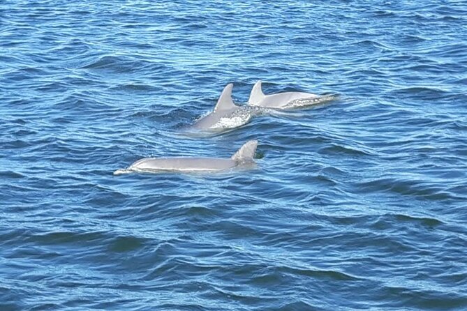 Orange Beach Dolphin Eco Boat Tour - Inclusions