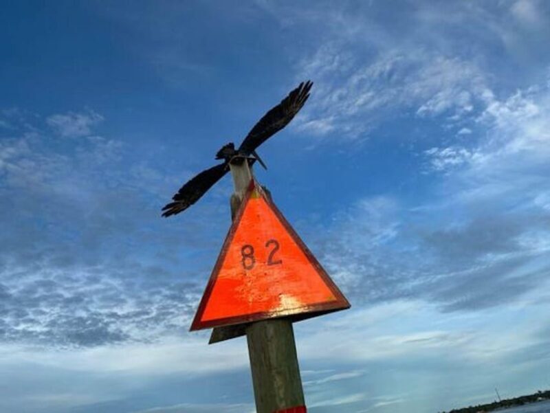 Orange Beach: Dolphin Eco Sunset Cruise aboard The Explorer - Final Thoughts: Is This the Right Tour for You?