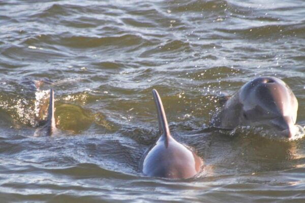 Orange Beach: Dolphin-Watching Sunset Catamaran Cruise - Booking and Reservation