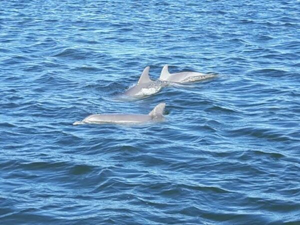 Orange Beach: Dolphin-Watching Sunset Catamaran Cruise - Frequently Asked Questions