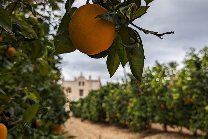 Orange Harvest Experience Exploring a Genuine Citrus Farm - Special Requirements for Visitors