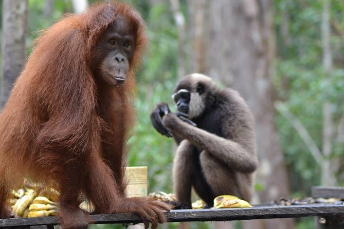Orangutan 2 Nights Honeymoon CoupleTour - Tour Highlights