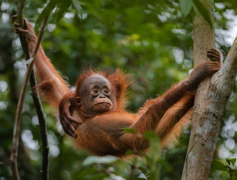 OrangUtan Borneo Pangkalan Bun 3Days Jungle Cruise Adventure - An In-Depth Look at the 3-Day Jungle Cruise