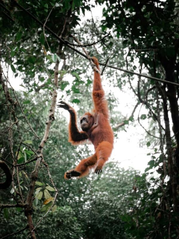OrangUtan Borneo Pangkalan Bun 3Days Jungle Cruise Adventure - Who Is This Tour Best For?