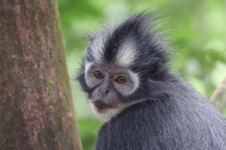 Orangutan Expedition From Bukit Lawang: Connect With Nature - Experience Majestic Orangutans in Nature