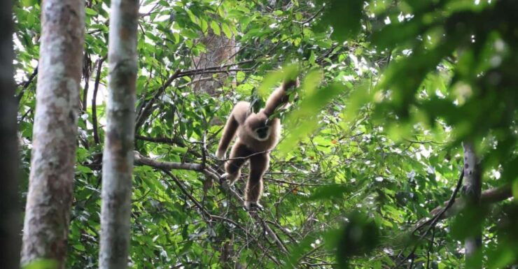 Orangutan Expedition From Bukit Lawang: Connect With Nature - Explore Bukit Lawang Jungle Treks