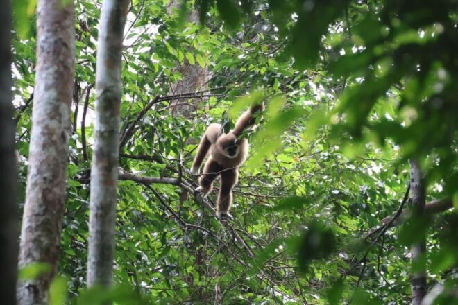 Orangutan Expedition From Bukit Lawang: Connect With Nature - Connect With Local Wildlife Guides