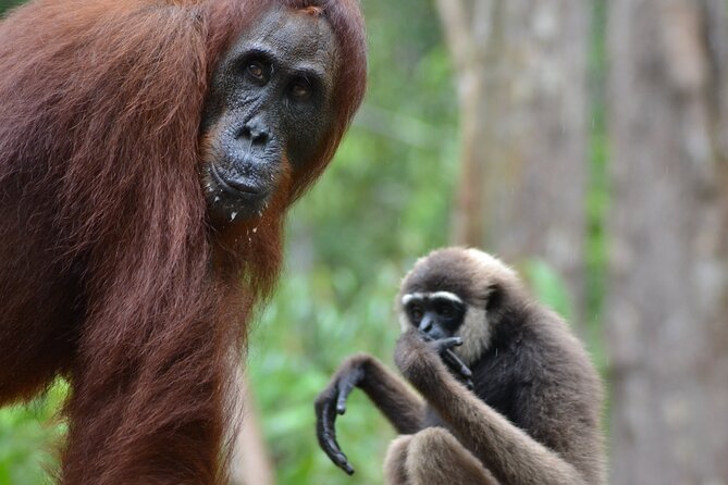 Orangutan Houseboat Kelotok Tanjung Puting 3 Days Share Cost - Pricing Options and Group Discounts