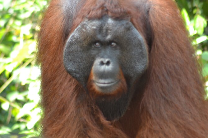 Orangutan Houseboat Kelotok Tanjung Puting 3 Days Share Cost - Itinerary for the 3-Day Adventure