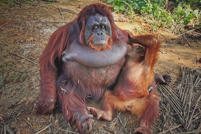 Orangutan Island & Perak Tong Cave Temple Tour From Kuala Lumpur - Meeting Point Details