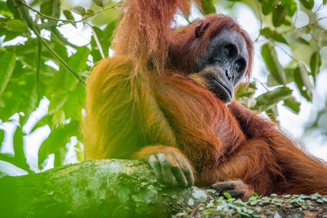 Orangutan Jungle Trek: 3 Day Adventure in Bukit Lawang, Sumatra - Trekking Through the Sumatran Jungle
