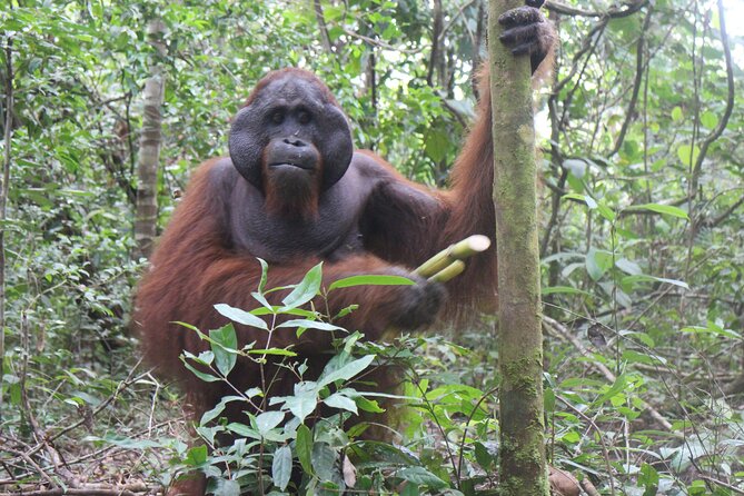 Orangutan Safari Kelotok Houseboat 3 Days 2 Nights Private - Good To Know
