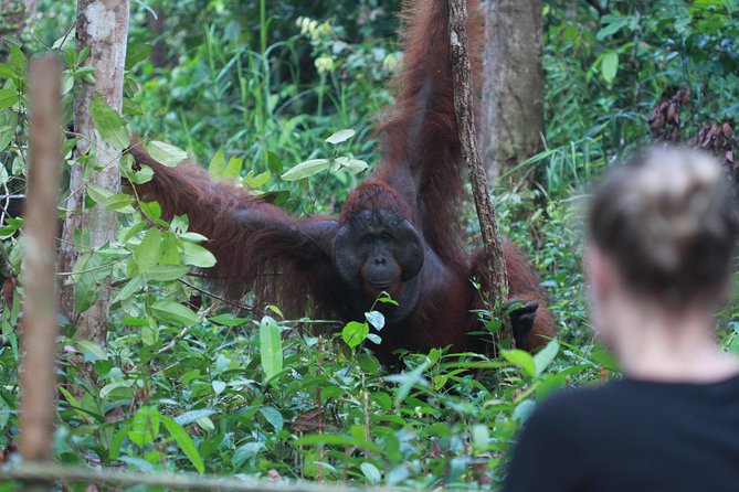 Orangutan Safari Kelotok Houseboat 3 Days 2 Nights Private - Accommodation Details