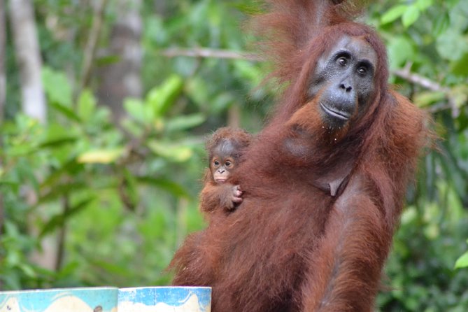 Orangutan Tanjung Puting Day Trip - Good To Know