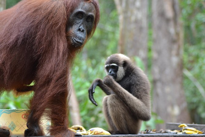 Orangutan Tanjung Puting Day Trip - Itinerary Highlights