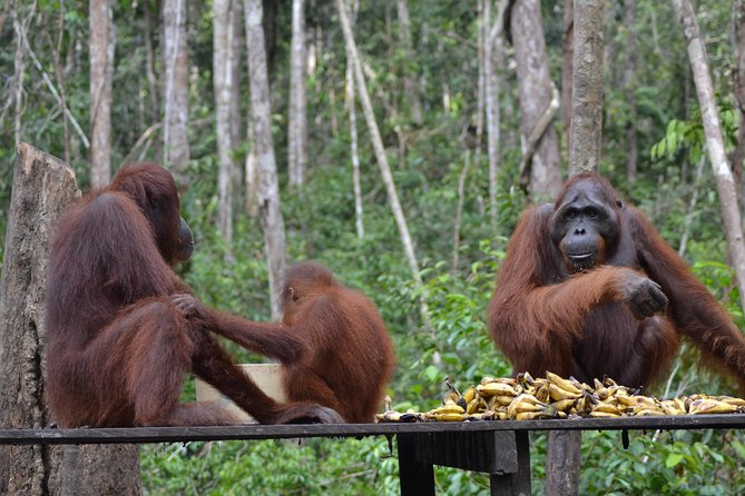 Orangutan Tanjung Puting Day Trip - Local Guide Experience