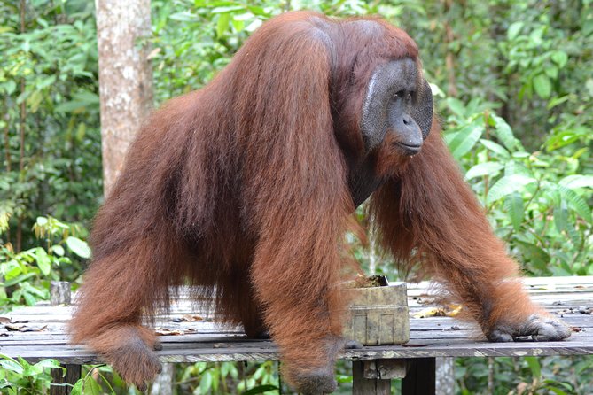 Orangutan Tanjung Puting Day Trip - Booking and Cancellation Policy
