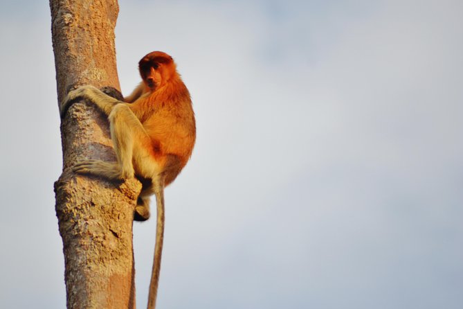 Orangutan Tanjung Puting Day Trip - Pricing and Reservation Details