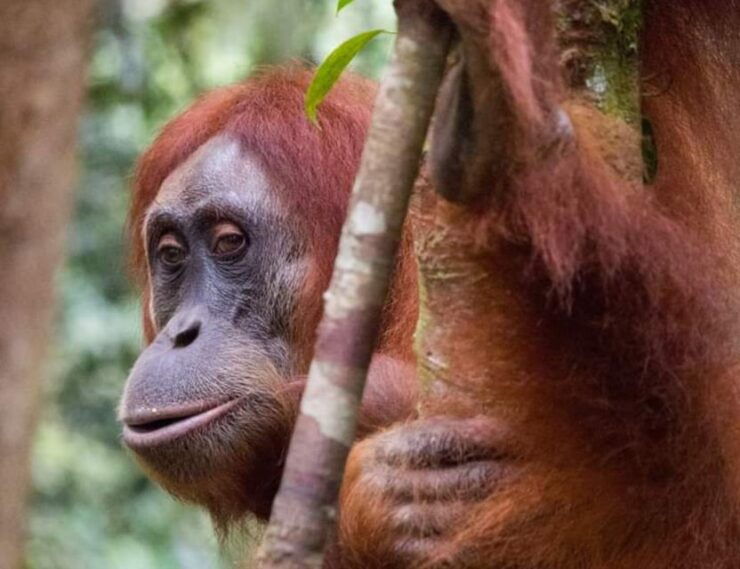 Orangutan Tour : Jungle Trekking in Sumatra - Booking Details