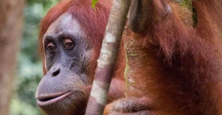 Orangutan Tour : Jungle Trekking in Sumatra - Included Services