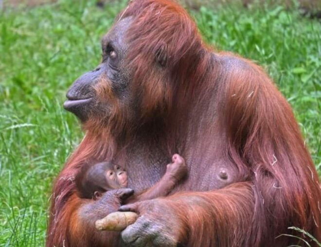 Orangutan Tour : Jungle Trekking in Sumatra - Important Notes