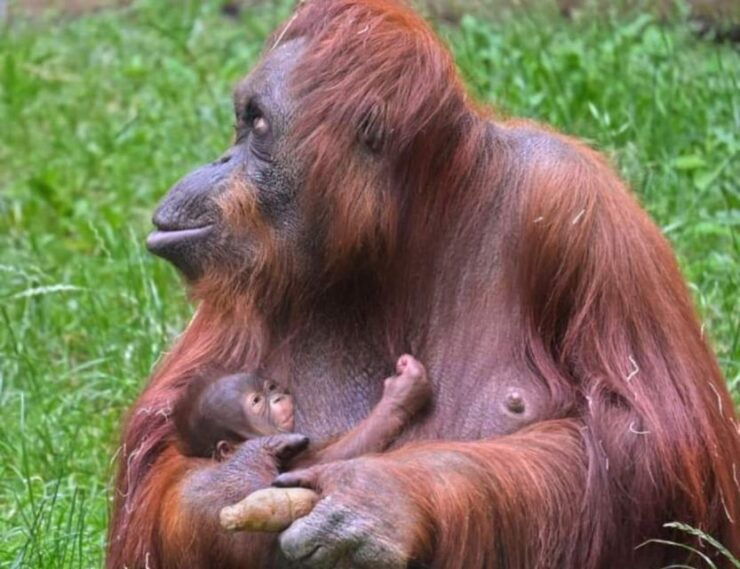 Orangutan Trip: Exploring Wildlife in the Jungle - Booking Details