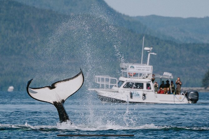 Orca Cove Sea Kayaking - Important Information and Requirements