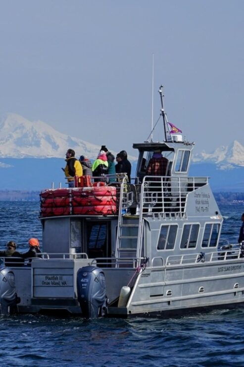Orca Whales Guaranteed Boat Tour Near Seattle - Experience and Learning