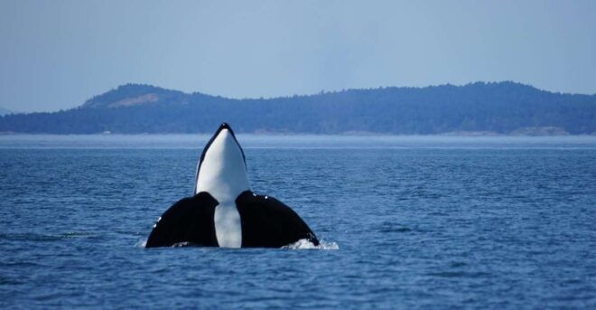 Orca Whales Guaranteed Boat Tour Near Seattle - Booking Information