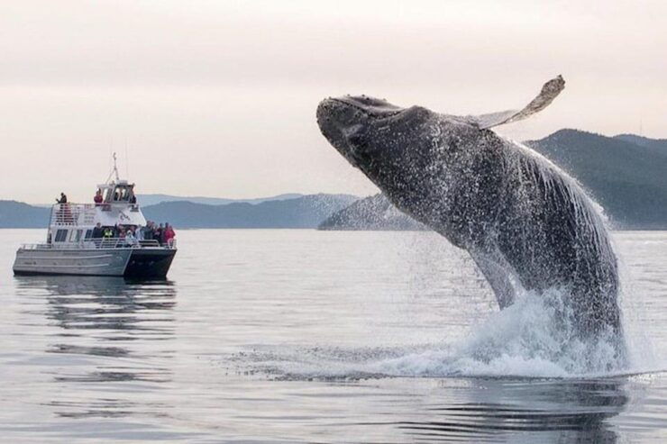 Orcas Island: Whale and Orca Guided Speedboat Tour - Good To Know