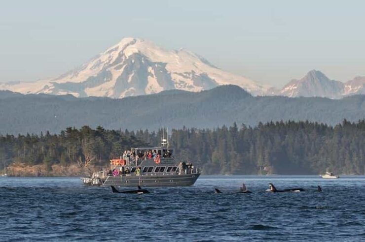 Orcas Island: Whale and Orca Guided Speedboat Tour - Experience Highlights
