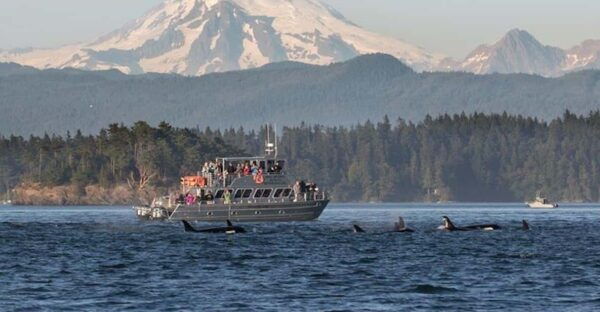 Orcas Island: Whale and Orca Guided Speedboat Tour - Vessel and Viewing Platforms