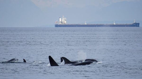 Orcas Island: Whale and Orca Guided Speedboat Tour - Frequently Asked Questions