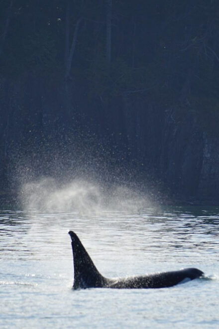 Orcas Island: Whale and Orca Guided Speedboat Tour - Tour Details