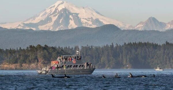 Orcas Island: Whale and Orca Guided Speedboat Tour - Frequently Asked Questions
