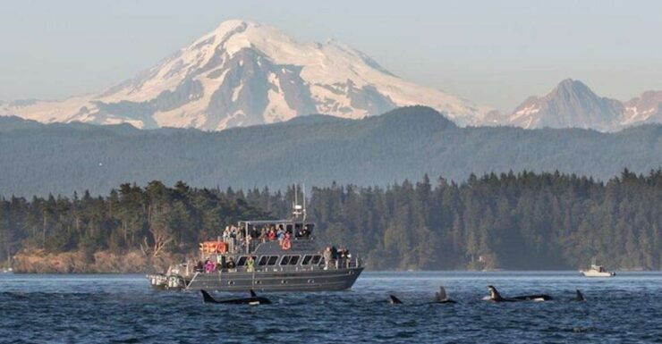 Orcas Island: Whale Watching Guided Boat Tour - Good To Know