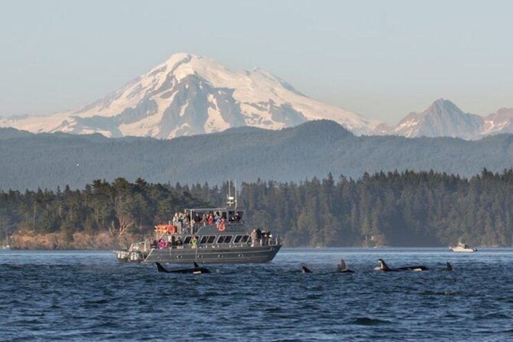 Orcas Island: Whale Watching - Tour Details and Booking Information