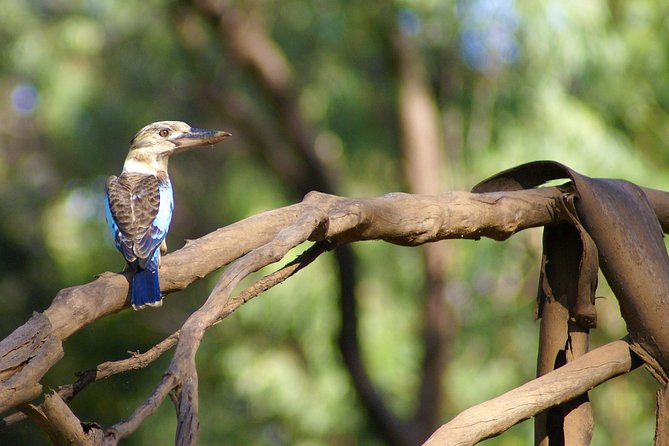 Ord River Cruise Experience With Riverside Lunch - Visit to Argyle Downs Homestead Museum