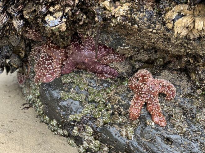 Oregon Coast Day Tour: Cannon Beach and Haystack Rock - Customer Reviews