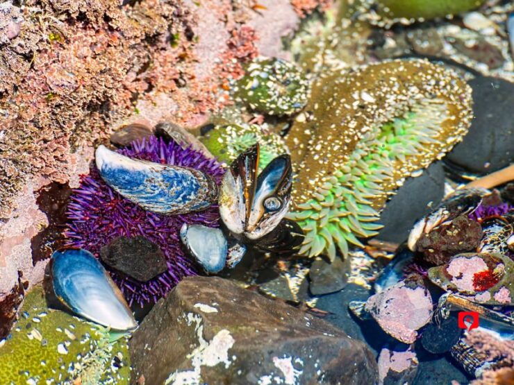 Oregon Coast: Self-Guided Audio Driving Tour - Activity Details