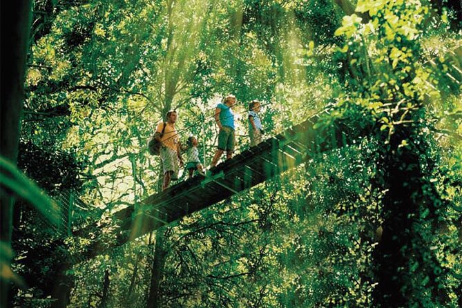 Oreillys & Lamington National Park From Gold Coast - Exploring Lamington National Park