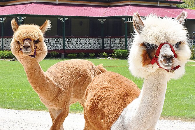 Oreillys & Lamington National Park From Gold Coast - Customer Reviews and Ratings